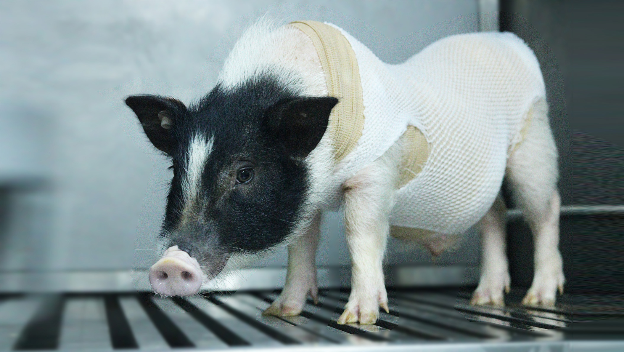 Ƥ����������ģ��