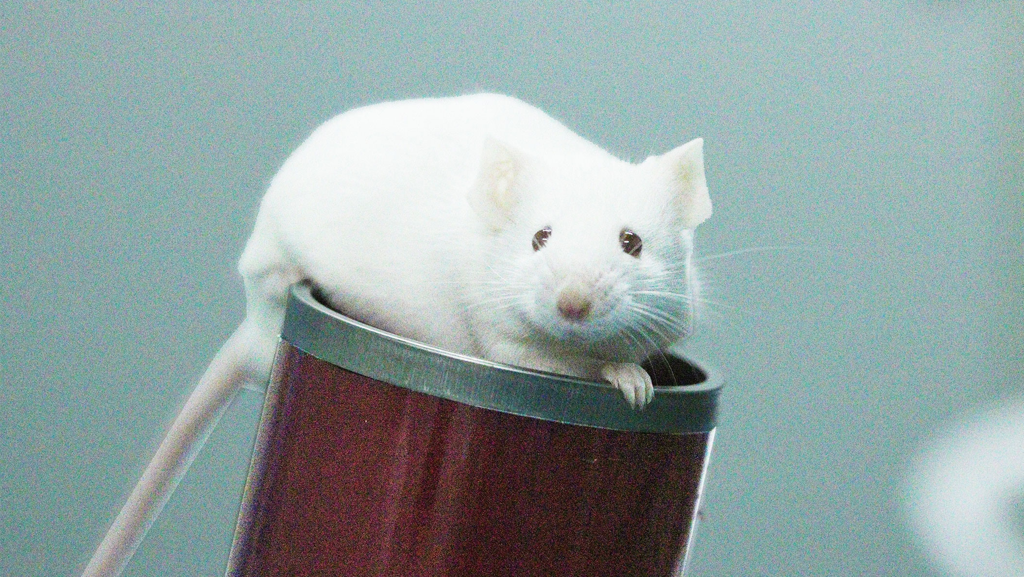 ����ģ��